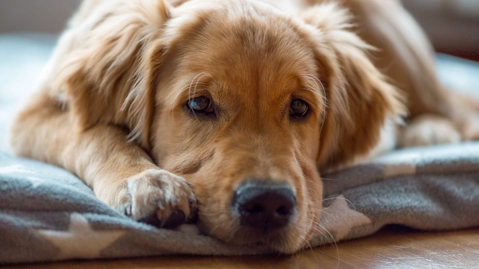 Golden retriever, zdjęcie ilustracyjne