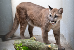 USA. Szok w Nowym Jorku. W mieszkaniu trzymał pumę