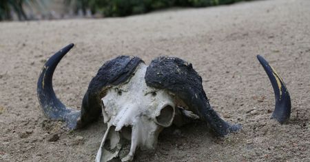 Kaskadowe wymieranie. Zmianami klimatu jest zagrożonych znacznie więcej gatunków niż sądzono