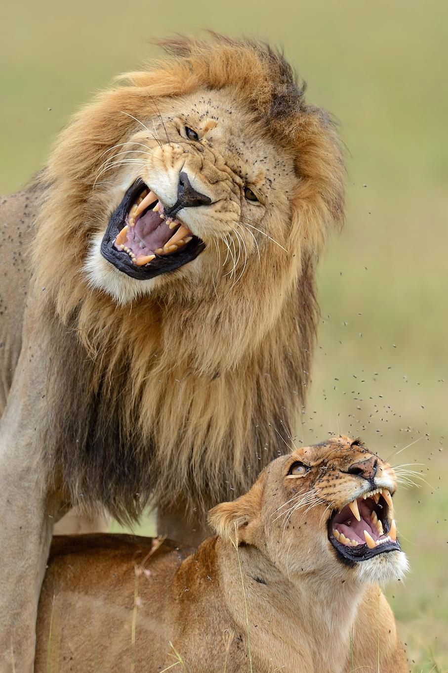Zachwycająca natura Ziemi na zdjęciach z konkursu Nature Photographer of the Year 2015 18