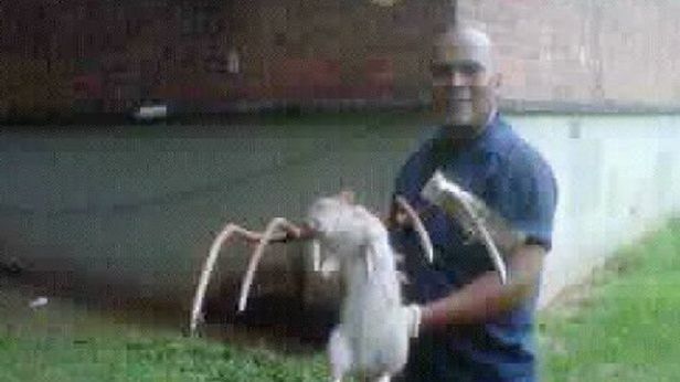 Co znaleziono i zabito w Brooklynie? 1