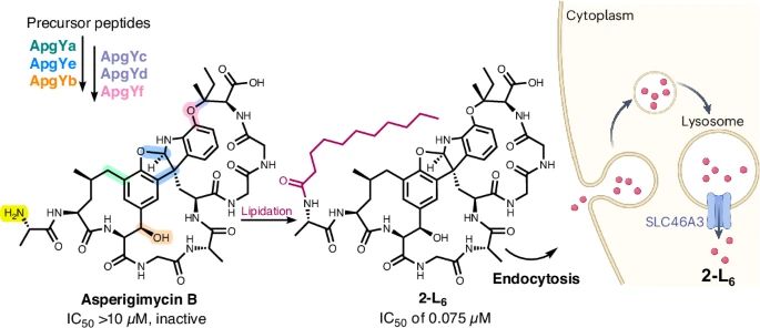 Schemat towarzyszący streszczeniu badania