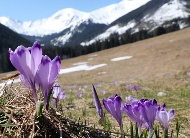 Na szlakach można już podziwiać pierwsze fioletowe kwiaty, będące symbolem wiosny