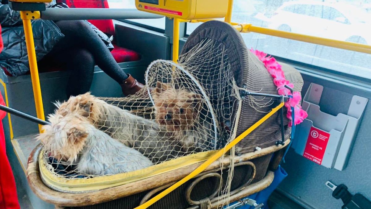 Pieski podróżowały we własnym wózku. Internauci nie posiadali się z zachwytu 