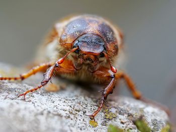 Wieczorem krąży przy lampach i drzewach. Niektórzy reagują histerycznie