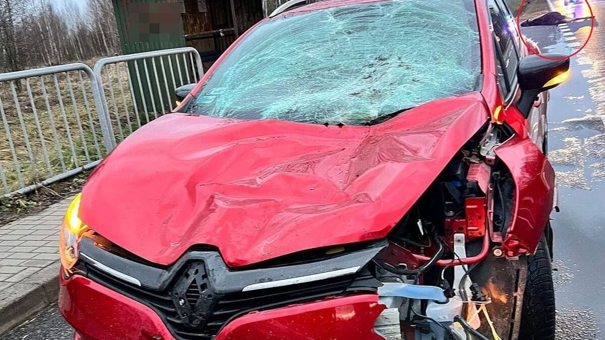 Renault zderzył się z łosiem na drodze krajowej nr 82