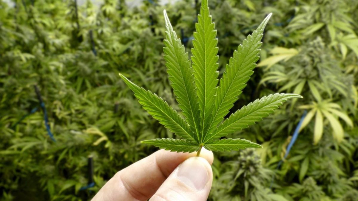 Biznes Konopny jako nowy kierunek studiów