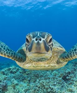 Agresywny żółw zaatakował cztery osoby w pobliżu chorwackiej wyspy. "Ma ogromną głowę"