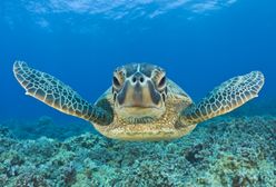 Agresywny żółw zaatakował cztery osoby w pobliżu chorwackiej wyspy. "Ma ogromną głowę"