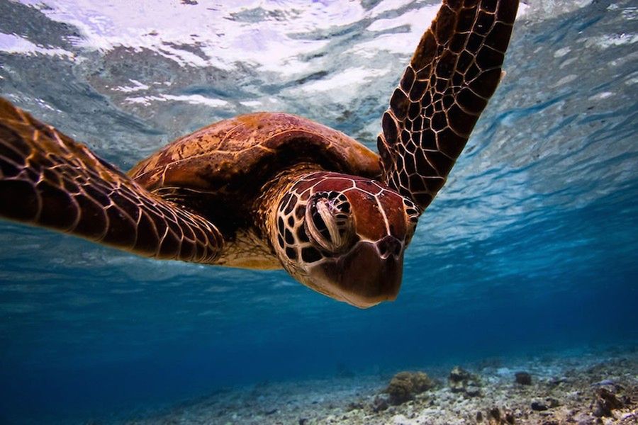 Zwierzęta w ZOO czy rezerwacie też są piękne, czyli ZSL Animal Photography Prize 2015 3