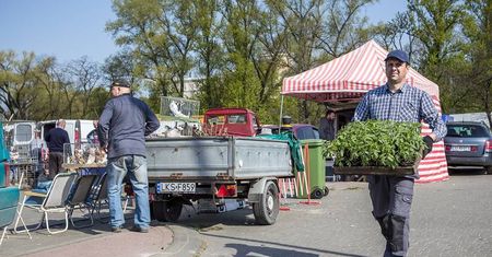 Wiosenne nasadzenia – zaplanuj ogródek i sad. Sprawdź, co sadzić i siać w marcu