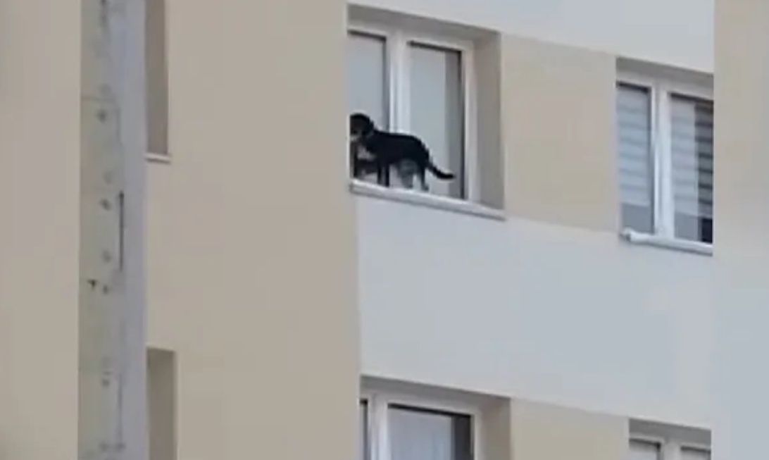 Lubin. Pies zostawiony na parapecie okna na 9. piętrze. Są zarzuty