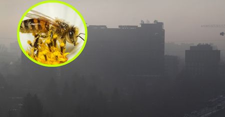 Ich populacja gwałtownie spada. To wina urbanizacji