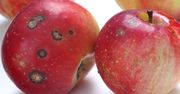 Czy można odkroić spleśniałą część jabłka, a resztę zjeść? Mało kto o tym wie