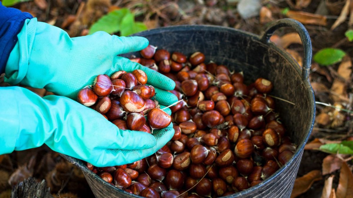 Kasztany- Pyszności