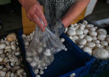 Od kiedy dziecko może jeść grzyby? Ekspertka ma ważną przestrogę