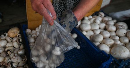 Od kiedy dziecko może jeść grzyby? Ekspertka ma ważną przestrogę