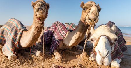 Zjednoczone Emiraty Arabskie zimą. "Najlepszy moment"
