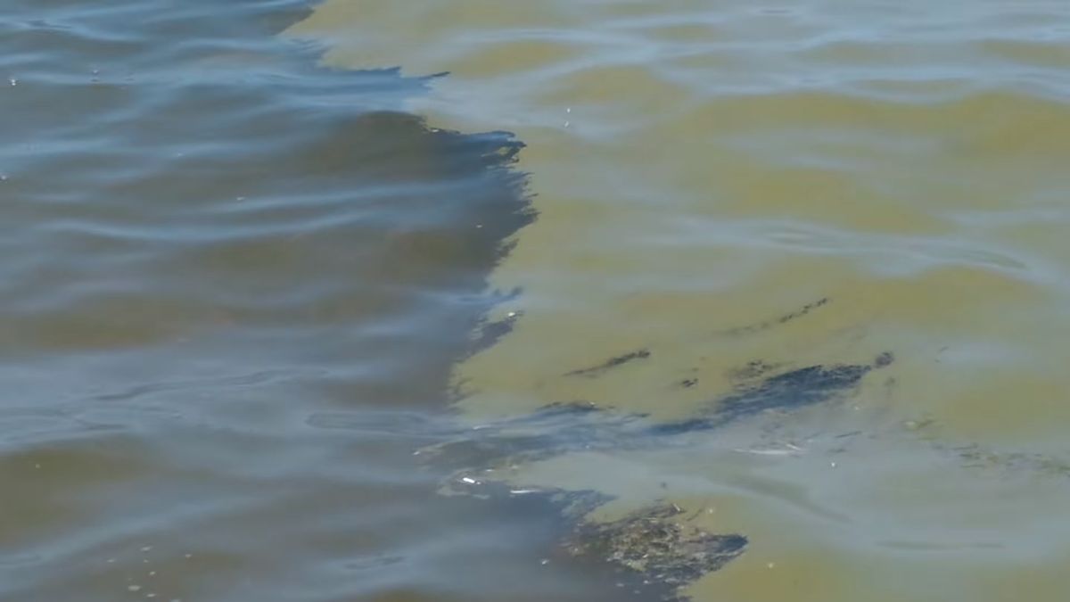 W wodach Bałtyku pojawiły się sinice