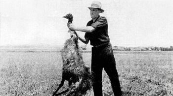 Wojna z emu. Tak Australia przegrała z ptakami
