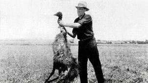 Wojna z emu. Tak Australia przegrała z ptakami