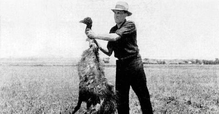 Wojna z emu. Tak Australia przegrała z ptakami