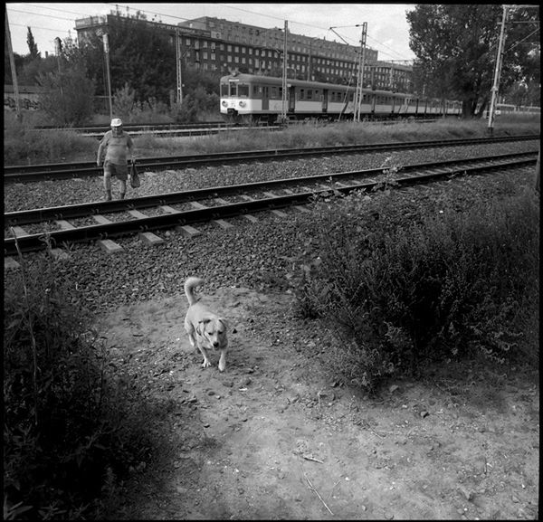 „Dog Stories" - pieskie życie na czarno-białych fotografiach Roberta Kresy 12