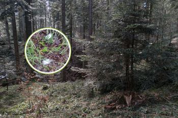 Nowy "gatunek" w polskich lasach. Leśnicy zaprezentowali zdjęcia