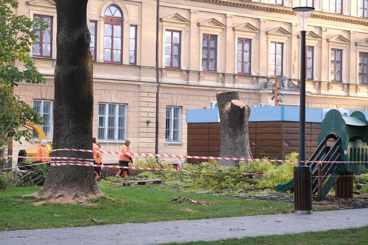 Wycięty jesion na Placu Litewskim