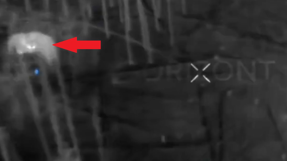 Sowa w Ukrainie zaatakowała rosyjskiego drona.