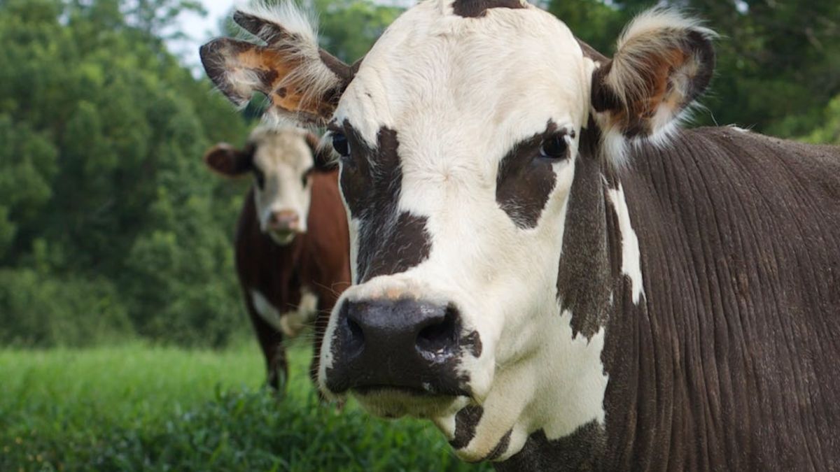 Choroba niebieskiego języka sieje spustoszenie.