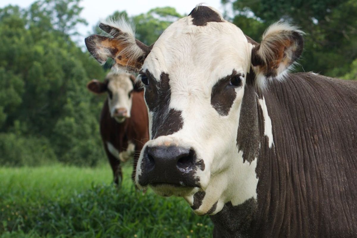 Bluetongue disease is wreaking havoc in Europe.