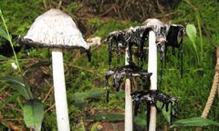 Czernidłak kołpakowaty. Grzyb rozpuszcza się w ciągu kilku godzin