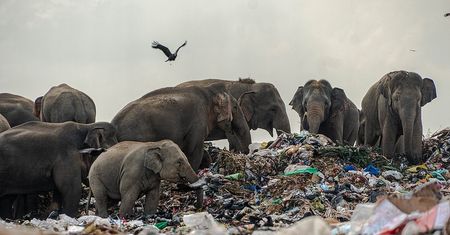 Wstrząsający widok. Zdjęcia fotografa obiegły świat. Biolodzy są przerażeni