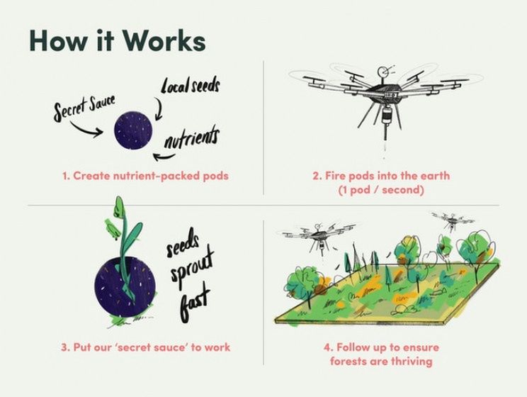 Sadzenie drzew przy użyciu dronów
