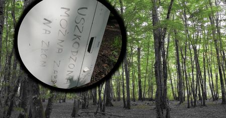 "Niespodzianki" w lasach. Leśnicy proszą o pomoc
