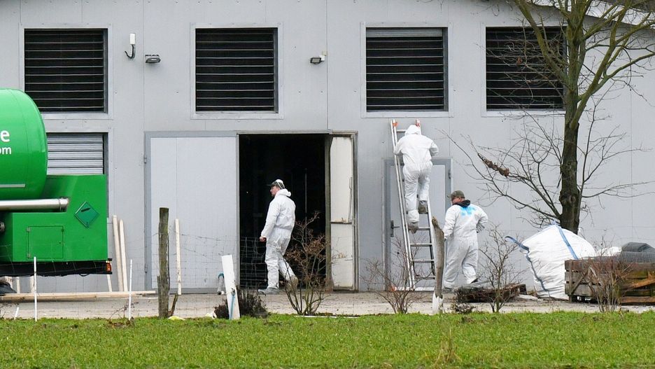 Hodowcy ptaków muszą przestrzegać zasad ochrony przed zakażeniami. Inspekcja weterynaryjna prowadzi kontrole