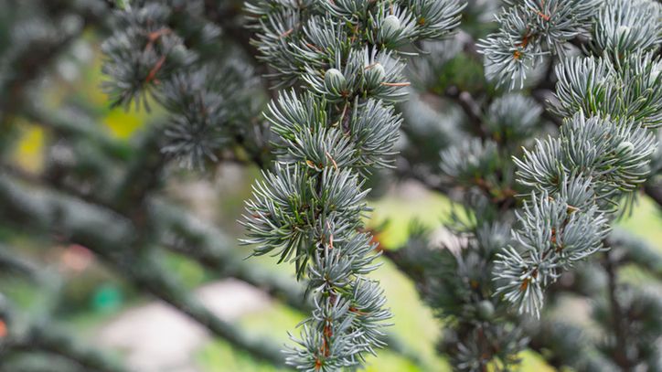 Cedr to drzewo iglaste o cennych właściwościach leczniczych.