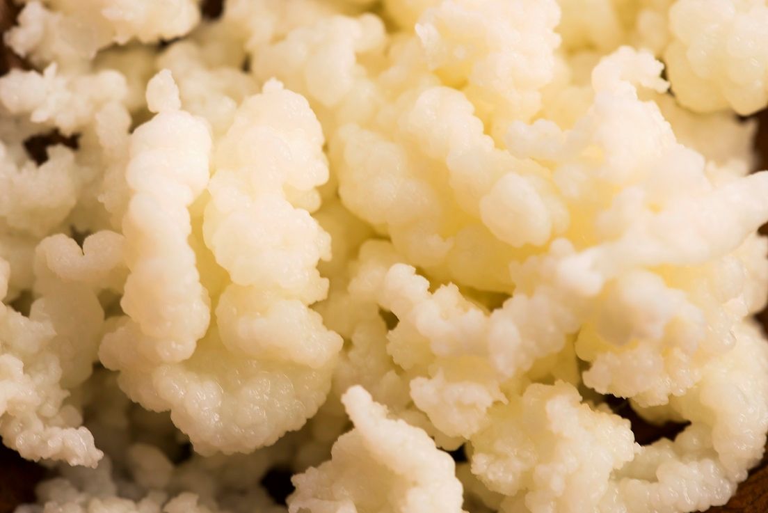 Fermentacja mlekowa - na czym polega, zastosowanie, kwas mlekowy, probiotyki