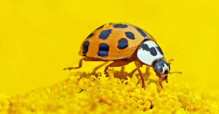 Inwazja biedronek azjatyckich. Jak się pozbyć uciążliwych owadów? Podpowiadamy