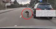 Pies na smyczy przy aucie. Wstrząsające nagranie