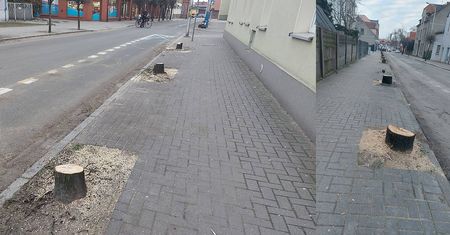 Wycinka drzew w Jarocinie. Pod topór poszły 124 drzewa