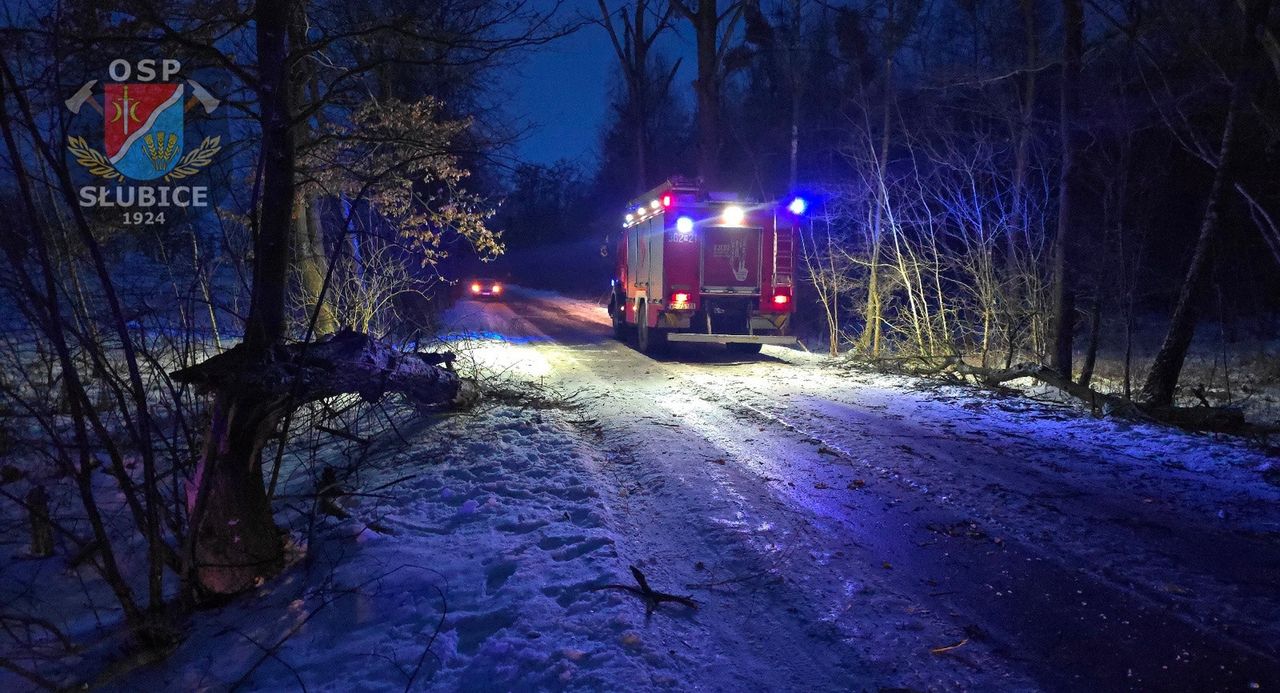 Auto uderzyło w drzewo 