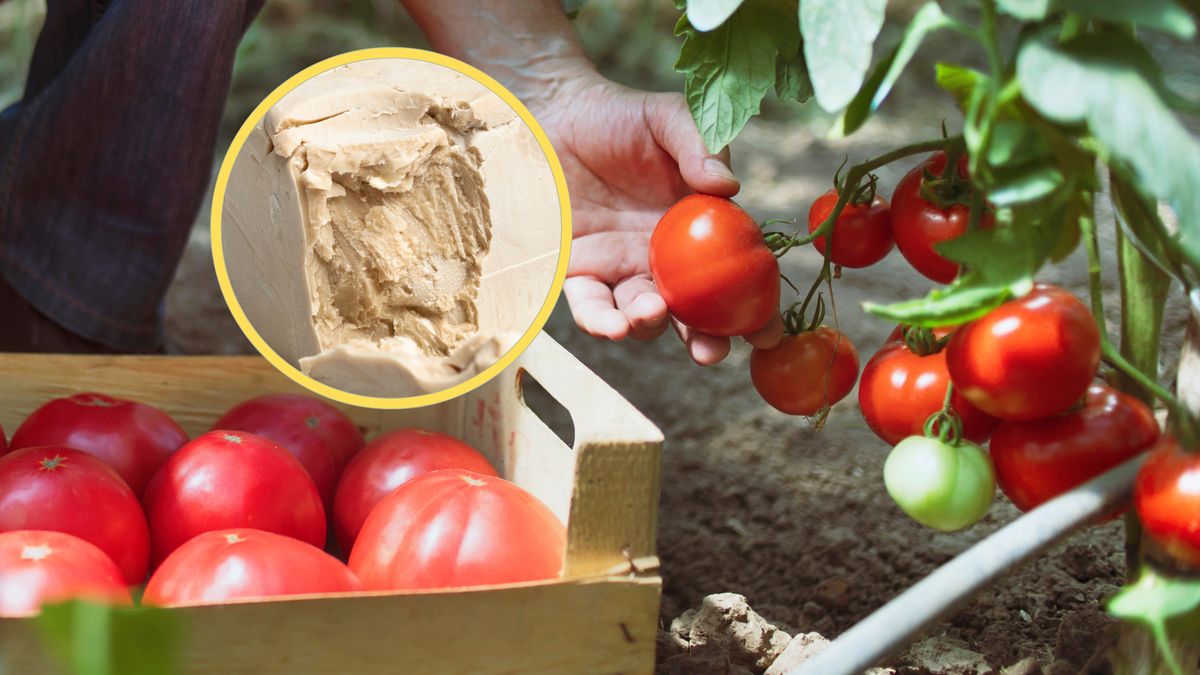 Sposób na piękne pomidory z ogródka 