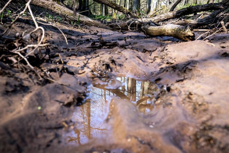 Polska z powodu ciepłej zimy zmaga się z potężną suszą