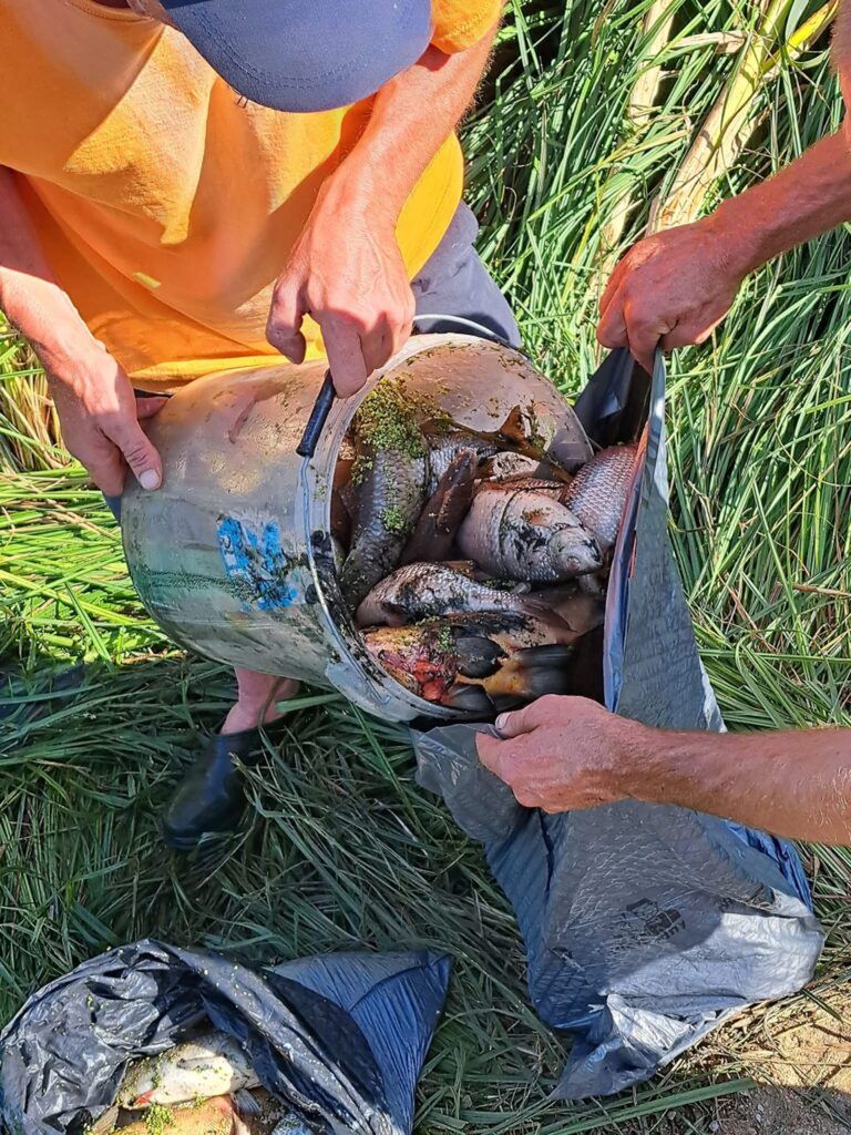 Mężczyźni przenoszą ryby z metalowego wiadra do czarnego worka na tle zielonej roślinności.