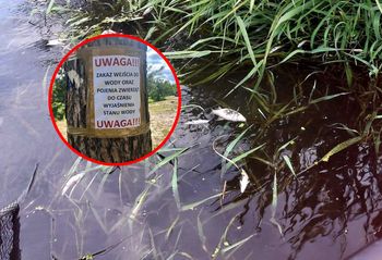 Śnięte ryby w jeszcze jednym miejscu. Służby apelują