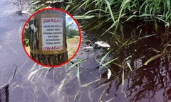 Śnięte ryby w jeszcze jednym miejscu. Służby apelują