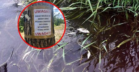 Śnięte ryby w jeszcze jednym miejscu. Służby apelują