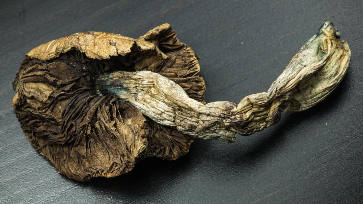 Składnik "magicznych grzybków" może pomóc w leczeniu depresji 